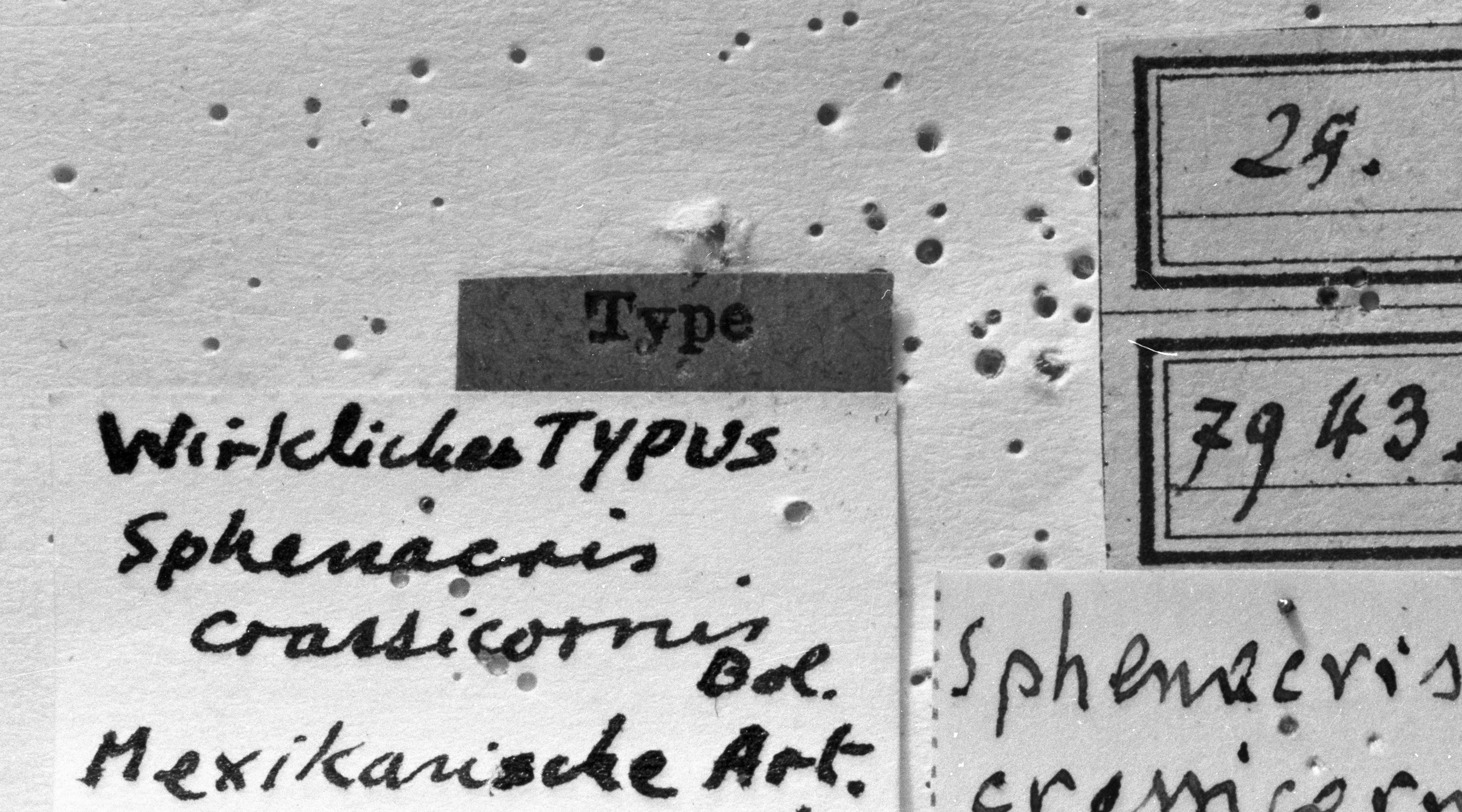 CollectionObject 1532739; 87e61602-cf71-45c8-b5df-25517e3f2fcf: Image Carbonell, C.S. labels (holotype). (CollectionObject).