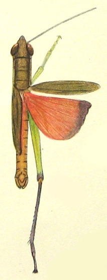 Mitricephala dohrni (Bolívar, 1905): Pl. XIV, Fig. 9. male (total length 26 mm). (Otu).