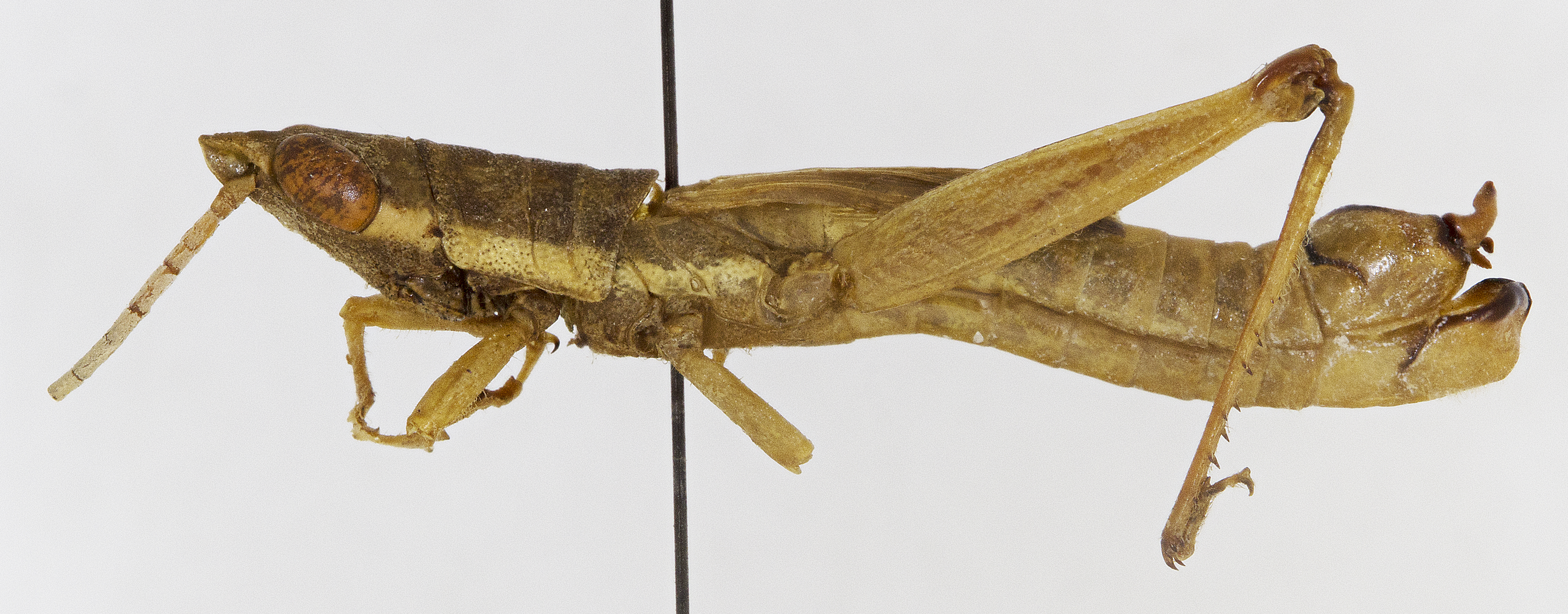 CollectionObject 1523720; 14006a51-fe10-401a-9497-69314cbe671b: male, lateral view (holotype). (CollectionObject).