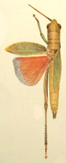 Mitricephaloides rhodopterus (Miller, 1934): Pl. XIII, Fig. 11. habitus, dorsal view (from Miller 1934). (Otu).