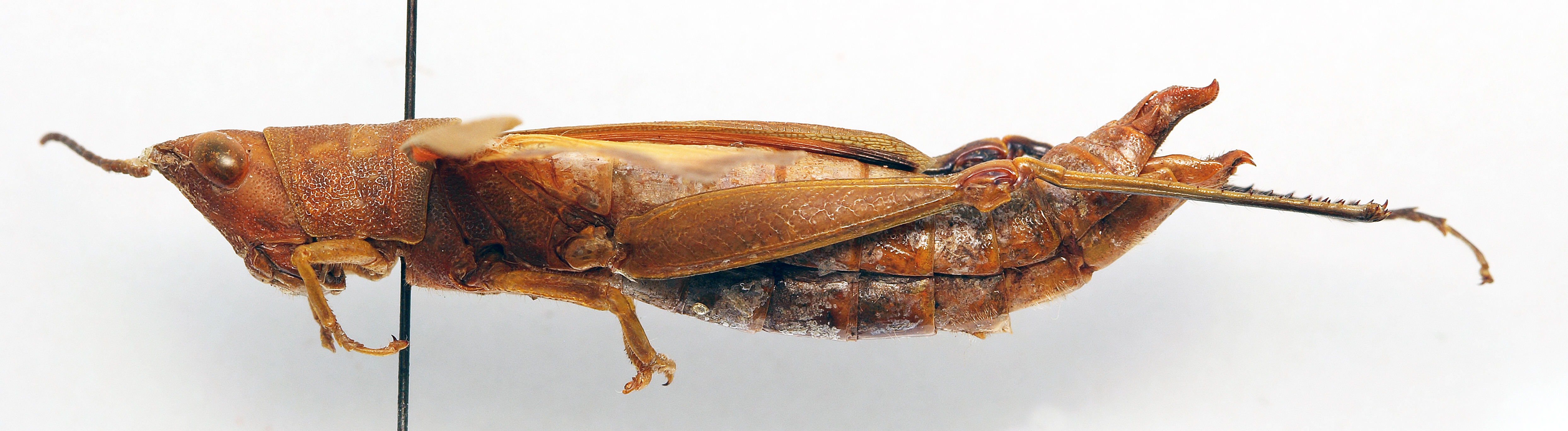 CollectionObject 1500997; a08f7b0b-9f7a-4d97-bdb7-1cd9f9b08466: female, lateral view (holotype). (CollectionObject).