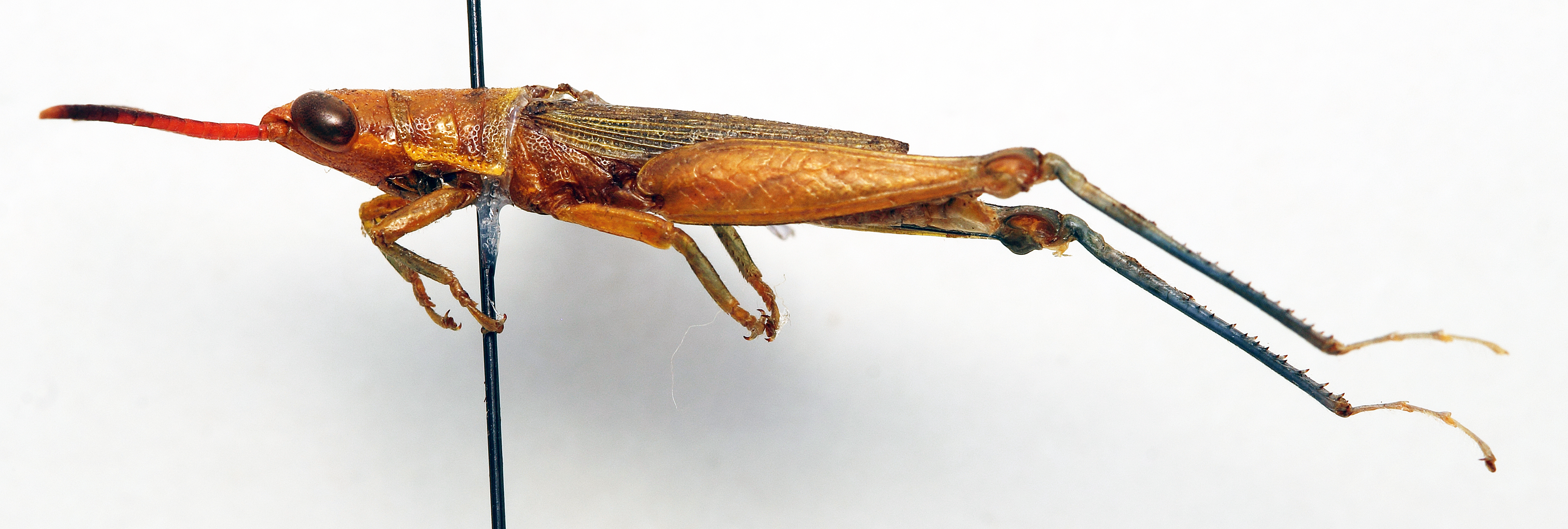 CollectionObject 1501009; 6d7ecf78-5c92-48ab-aa79-f27b3408ea82, DORSA BAmegflaT01: male, lateral view (holotype of Brachycercus novaeguineae). (CollectionObject).