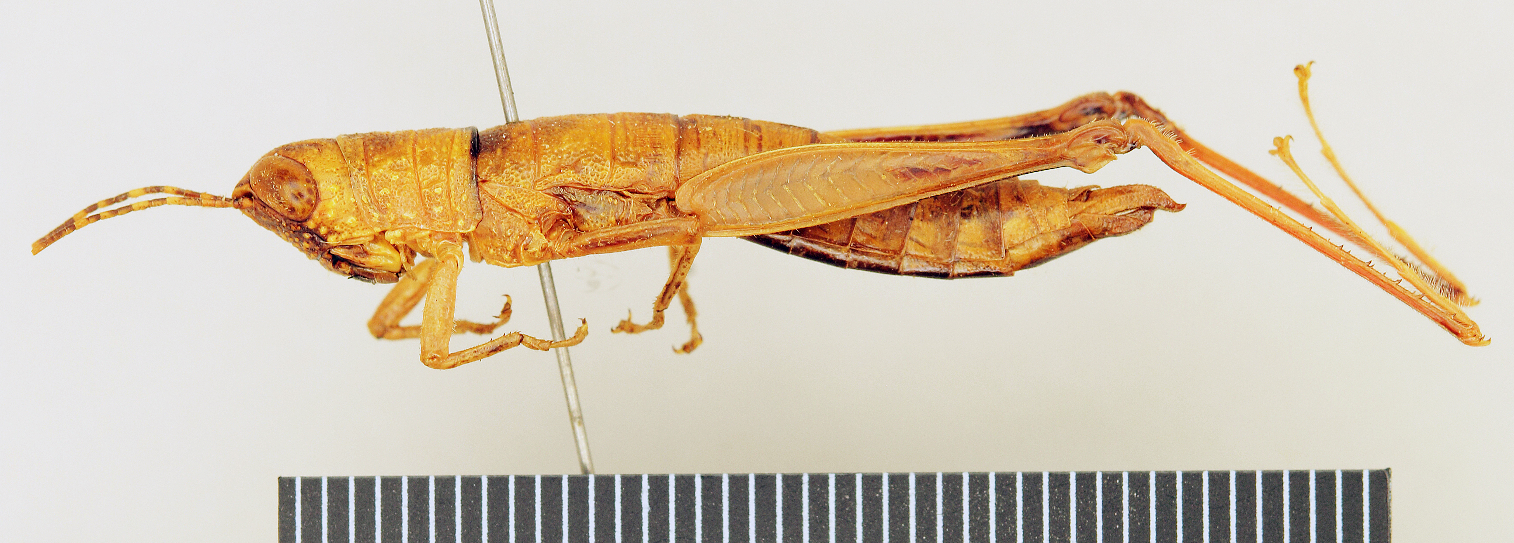 CollectionObject 1518345; 3fb33887-e3d9-4763-a6e1-8a25714205a5: female, lateral view (holotype). (CollectionObject).