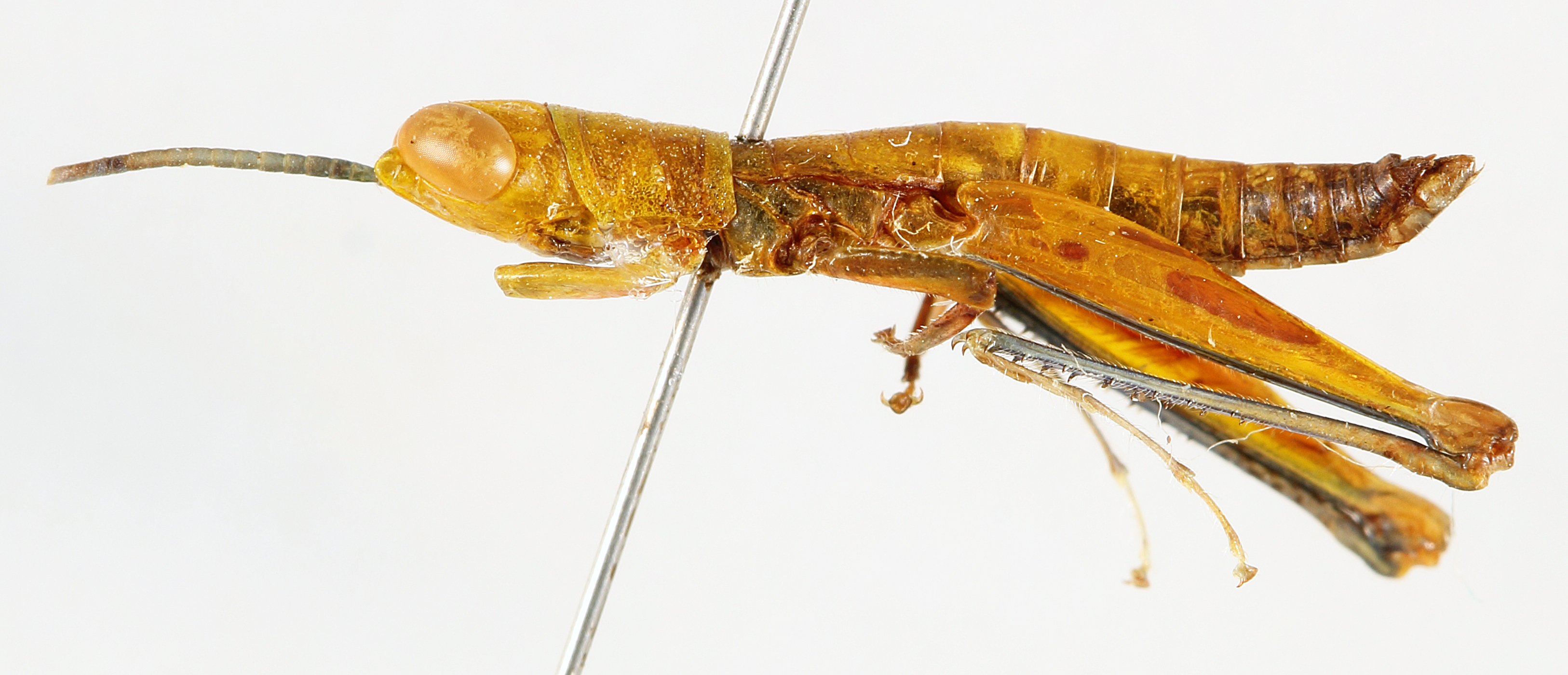 CollectionObject 1504966; bcfe6bd9-cef4-4f03-9162-96310b805137: male, lateral view (holotype). (CollectionObject).
