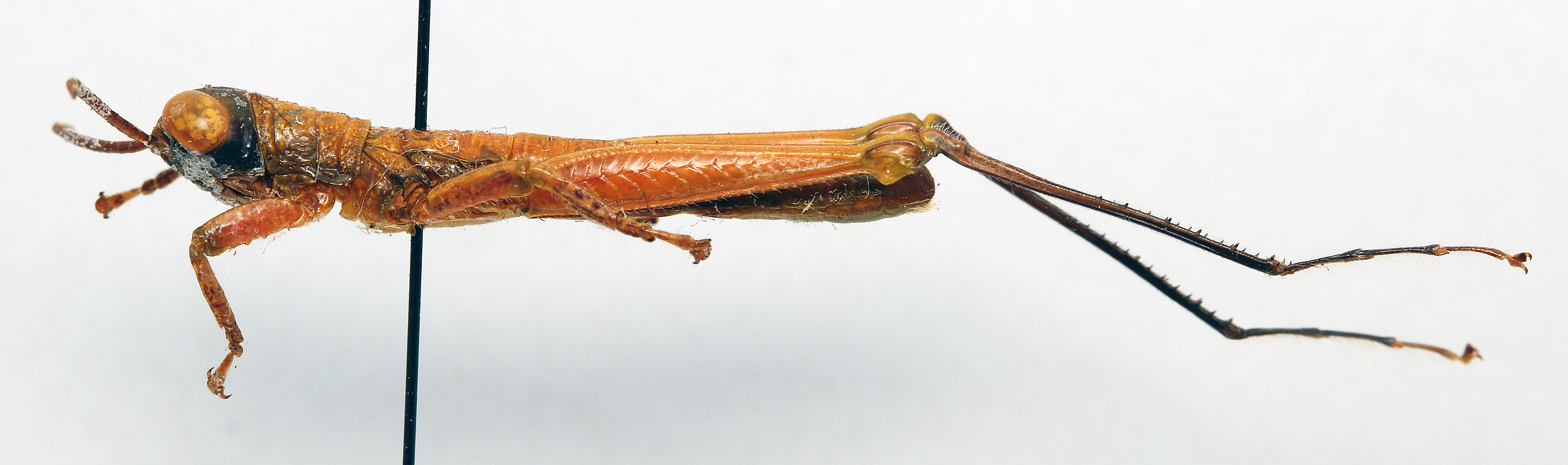 CollectionObject 1501011; 9a034b9c-1d46-4f2a-9197-7a7f26053efa, DORSA BAparnovT01: male, lateral view (holotype). (CollectionObject).