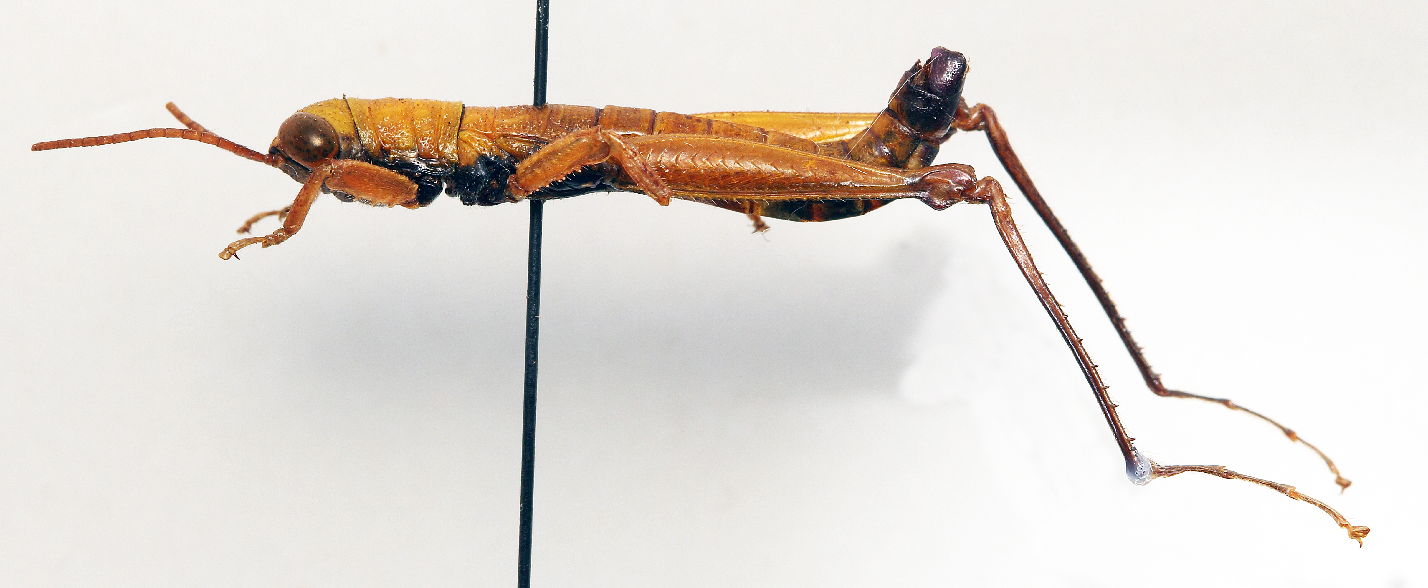 CollectionObject 1501012; 23a4955e-e40f-478c-91ea-b870a3228fdd, DORSA BAparspiT01: male, lateral view (holotype). (CollectionObject).