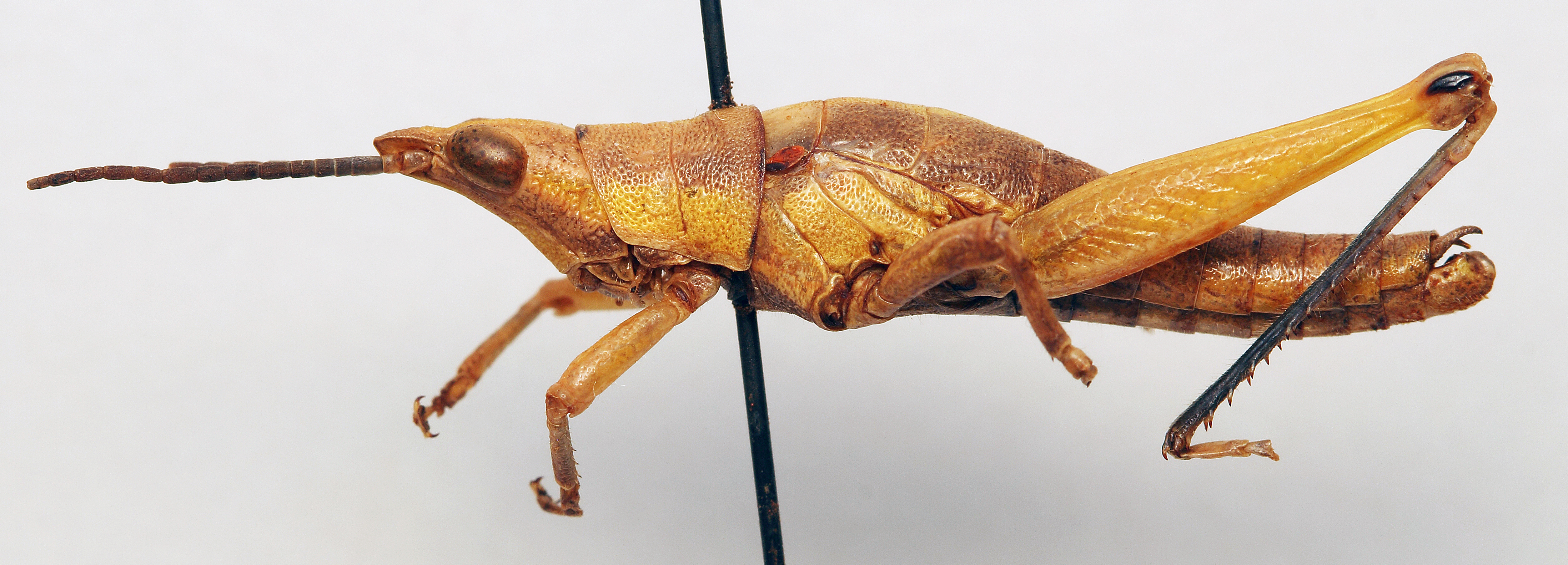 CollectionObject 1540606; 1c412348-3e67-4c7b-b0af-bfb5243470fe: male, lateral view (holotype). (CollectionObject).