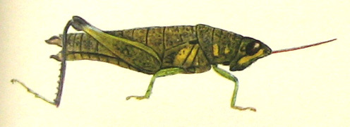 Kuantania squamipennis Miller, 1935: Pl. XIV. Fig. 6. female (total length 28.5 mm). (Otu).