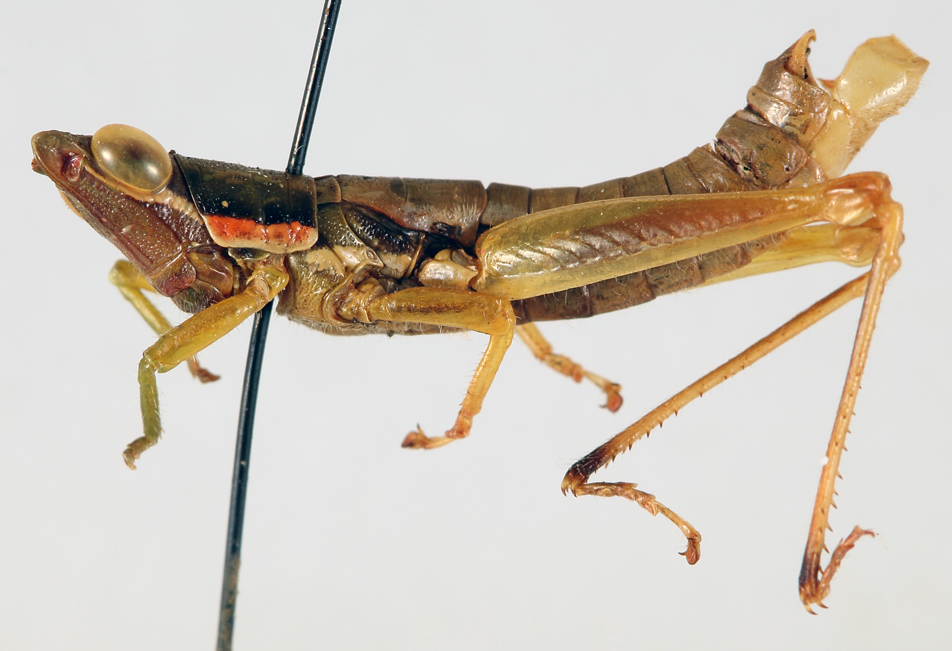 CollectionObject 1506163; d777ae79-e2a7-43b4-b4a3-cbda622ff4b8: male, lateral view (holotype). (CollectionObject).