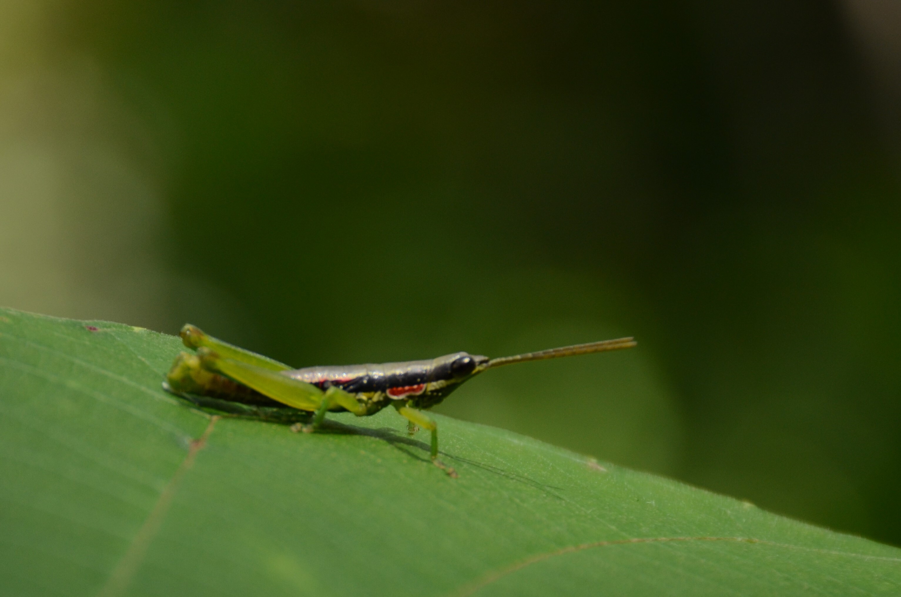 Neorthacris acuticeps nilgirensis (Uvarov, 1929): juvenile male, Kannur, Kerala India. (Otu).