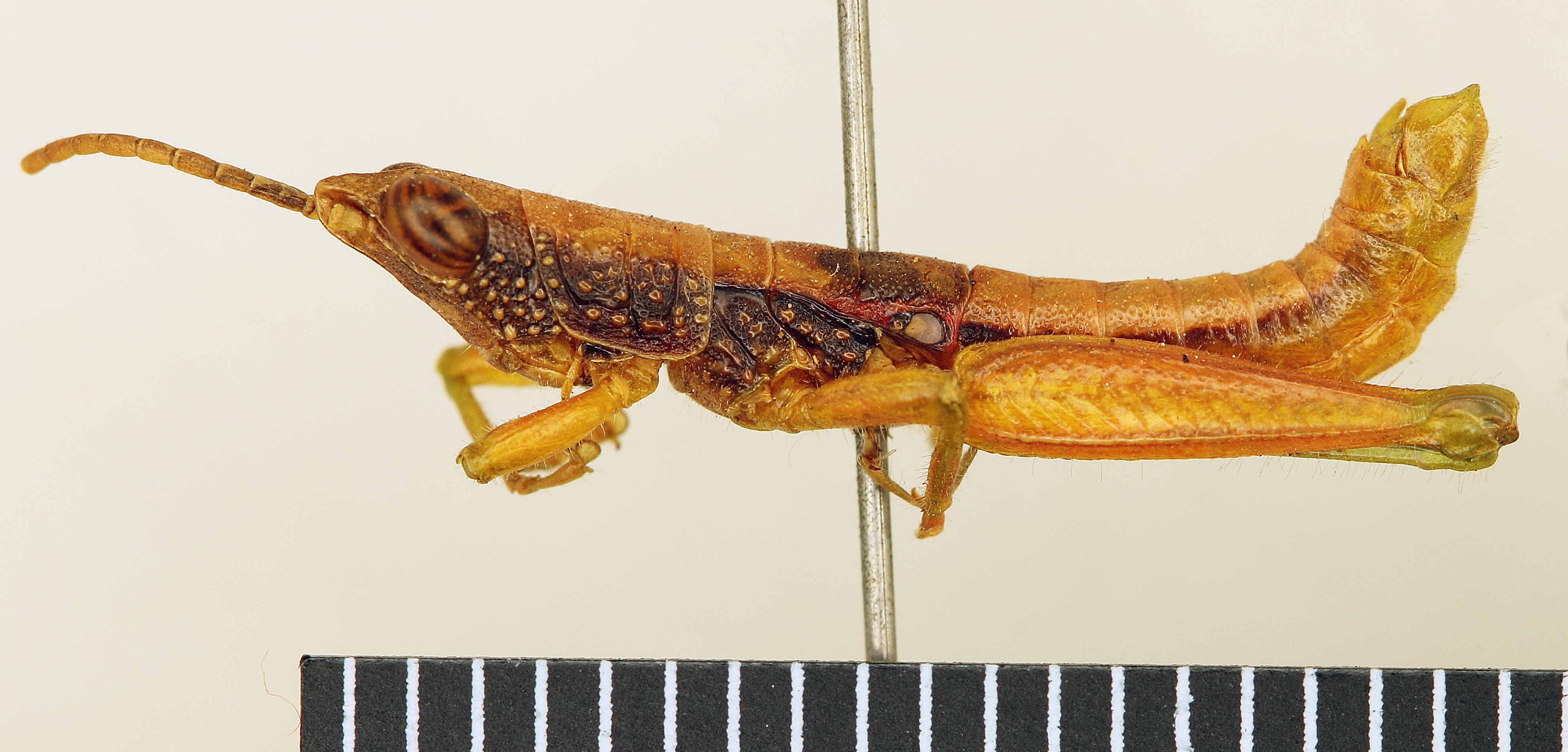 CollectionObject 1518359; d5b911a5-1167-42b7-914a-fee639012684: male, lateral view (holotype). (CollectionObject).