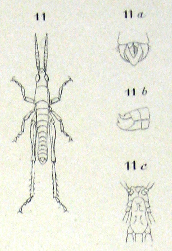 Orthacris (Orthacris) filiformis Bolívar, 1884: Pl. II, 11, 11a-c. male habitus, abdomen tip dorsal (a) and lateral (b), sternal plate (c). (Otu).