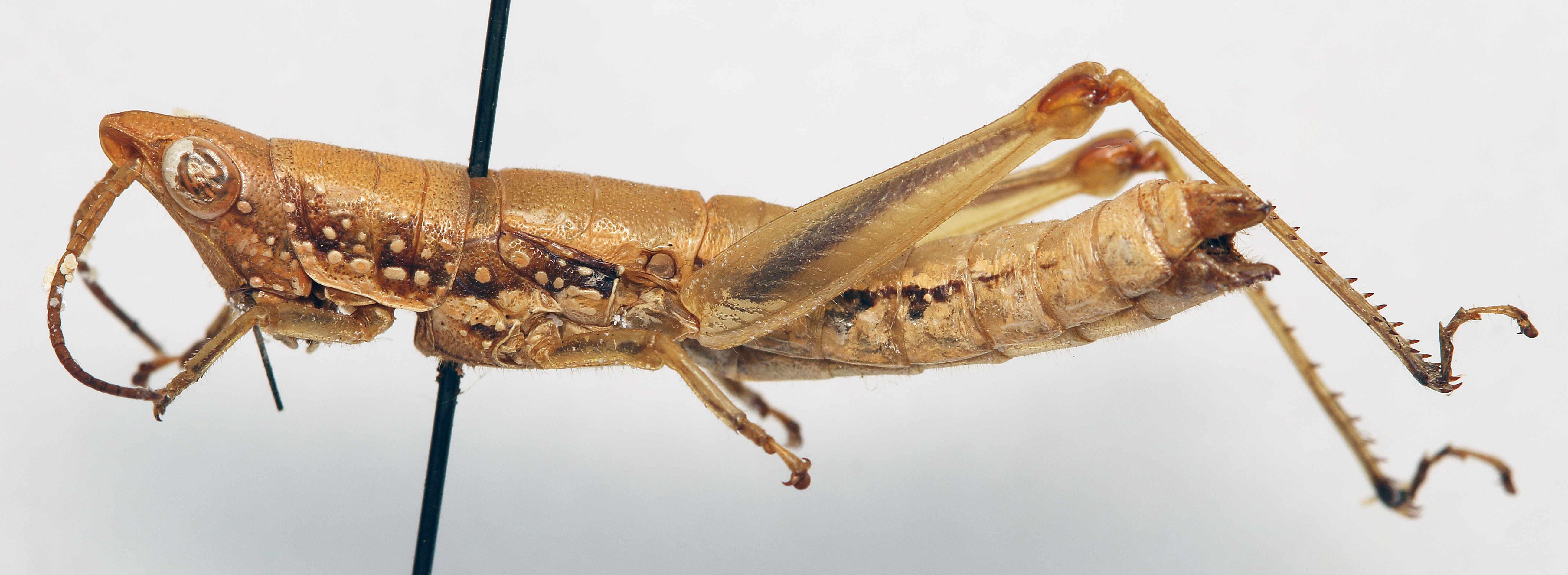 CollectionObject 1540624; 089d4571-6bbc-49c7-ae5a-f52bfcdf07f7: female, lateral view (lectotype). (CollectionObject).