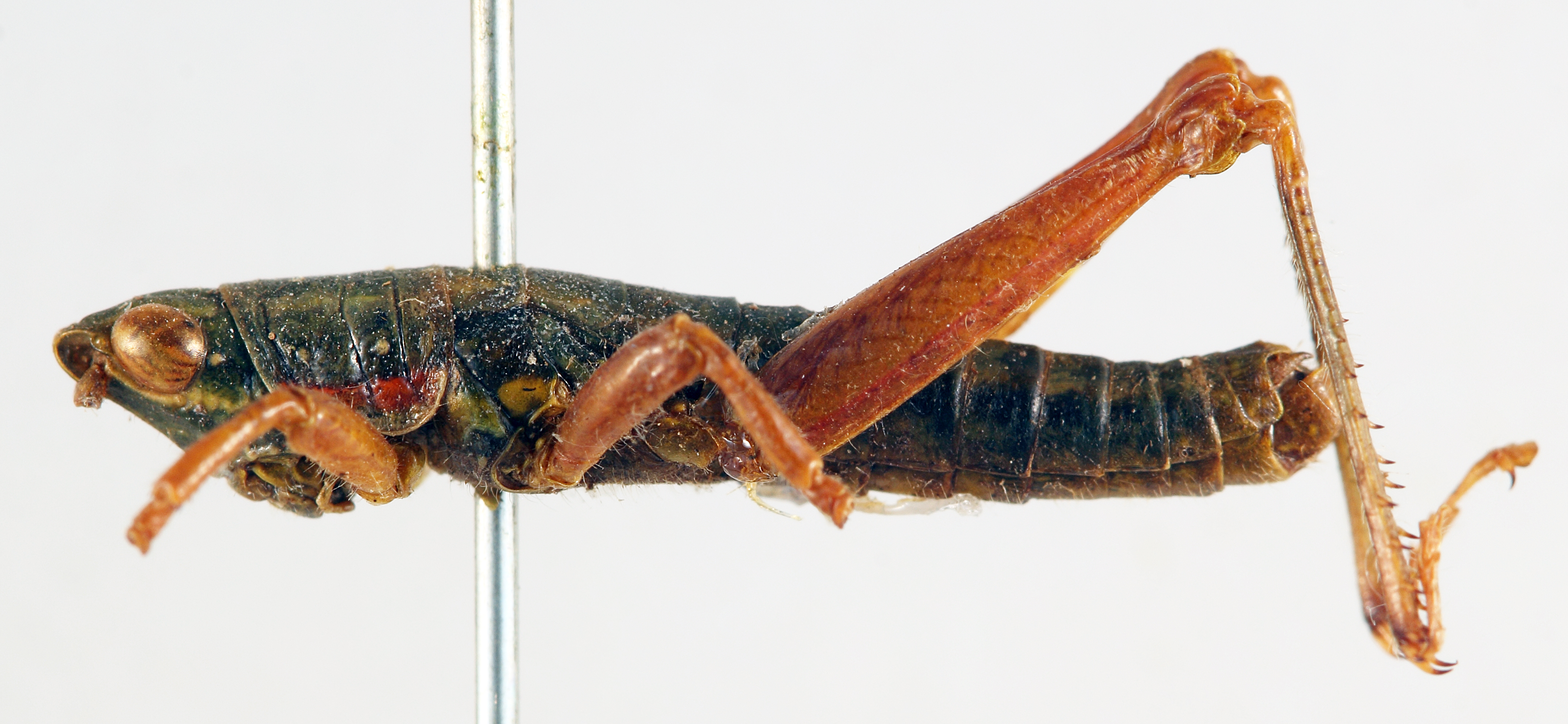 CollectionObject 1506167; efe8f2ba-d0eb-455d-8548-97e8c77fd3f2: male, lateral view (holotype). (CollectionObject).