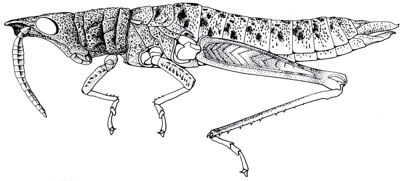 Acanthopyrgus finoti (Bolívar, 1905): Fig. 25.1. female habitus. (Otu).