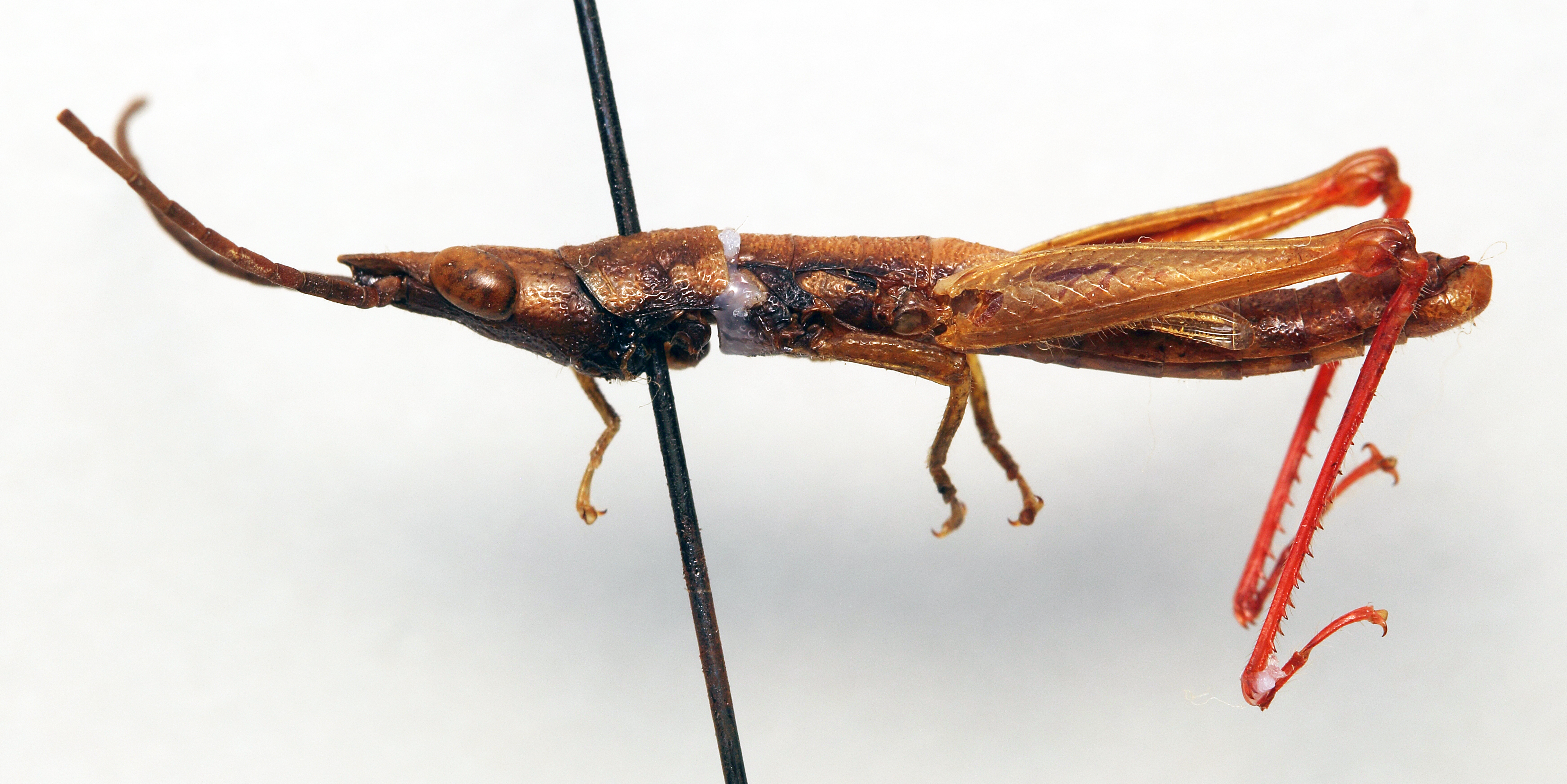 CollectionObject 1540629; 793aa211-d63a-44ad-baad-7a56702d2ed0: male, lateral view (holotype). (CollectionObject).