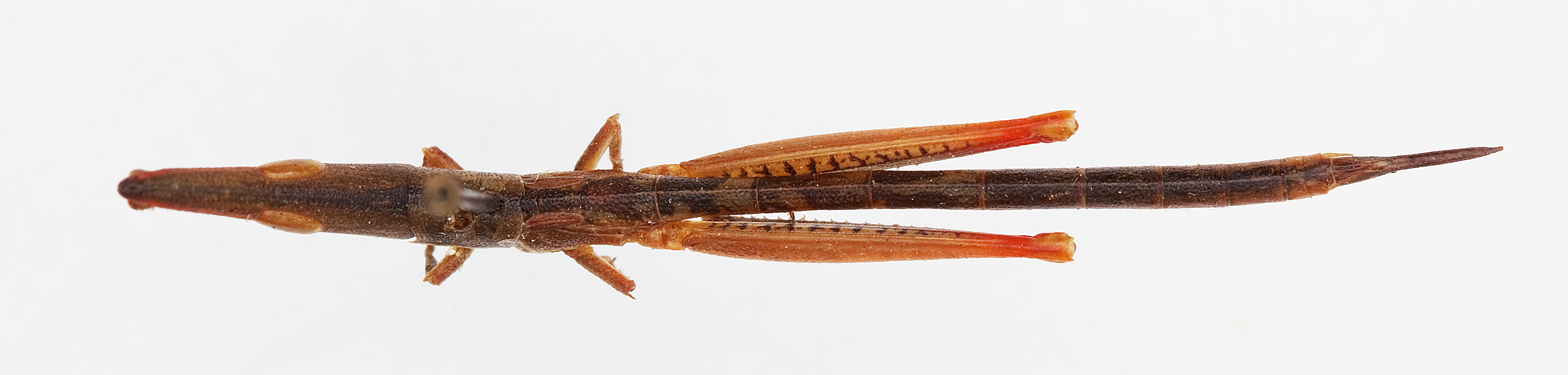 CollectionObject 1504664; 956ff6a3-49f7-4387-8ec1-8fa10df50059: male, dorsal view (holotype). (CollectionObject).