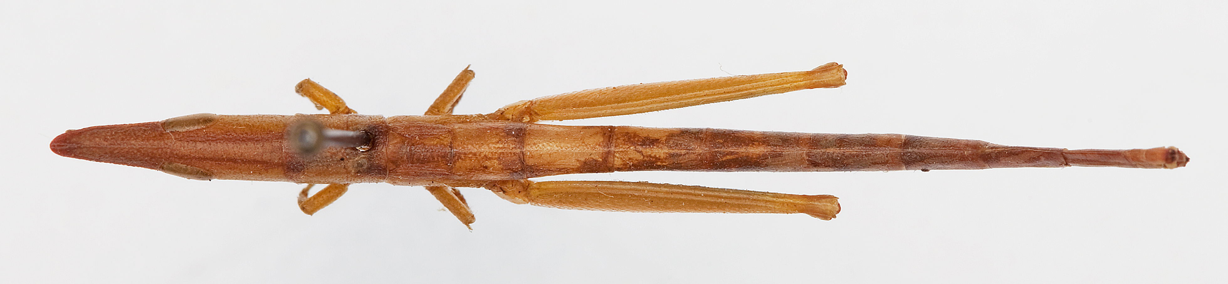 CollectionObject 1504667; 2d1b57be-601a-4d9c-a942-50a6edf38358: female, dorsal view (holotype). (CollectionObject).