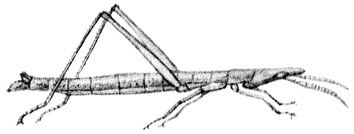 Psednura longicornis Sjöstedt, 1920: Pl. 1, Fig. 4. female habitus (body length 39 mm, pronotum 4.8 mm, hind femur 14 mm). (Otu).