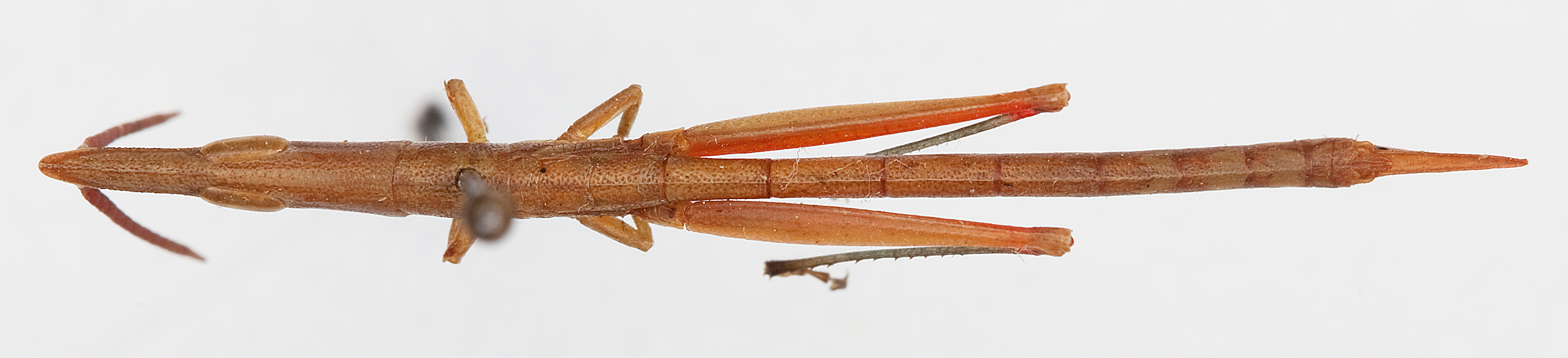CollectionObject 1504668; c6529f26-447e-459c-bbd6-494ca26b6a3a: male, dorsal view (holotype). (CollectionObject).