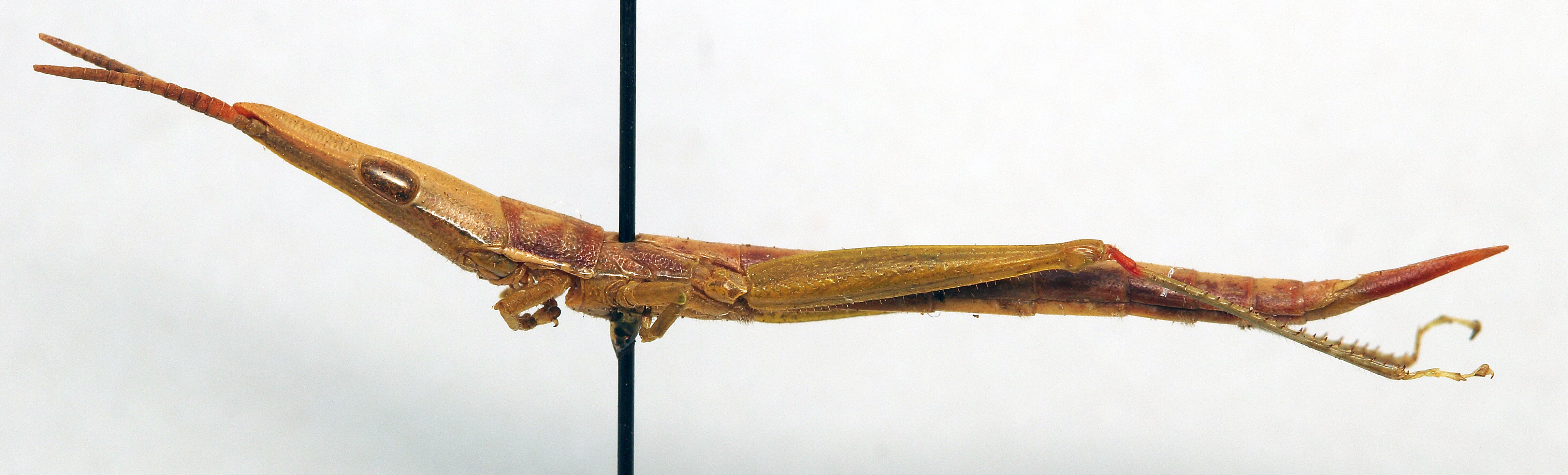 CollectionObject 1501015; 2a78e104-4e14-404c-8466-f1f648ef79be, DORSA BApsepedT01: male, lateral view (lectotype). (CollectionObject).