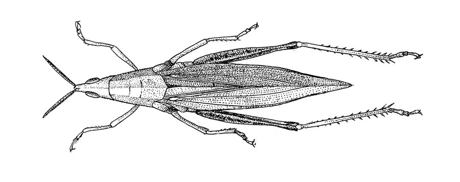 CollectionObject 1521575; 084a9751-cb0c-455b-a77d-b9d629f7ae56: Fig. 5 (after type). female, dorsal view. (CollectionObject).
