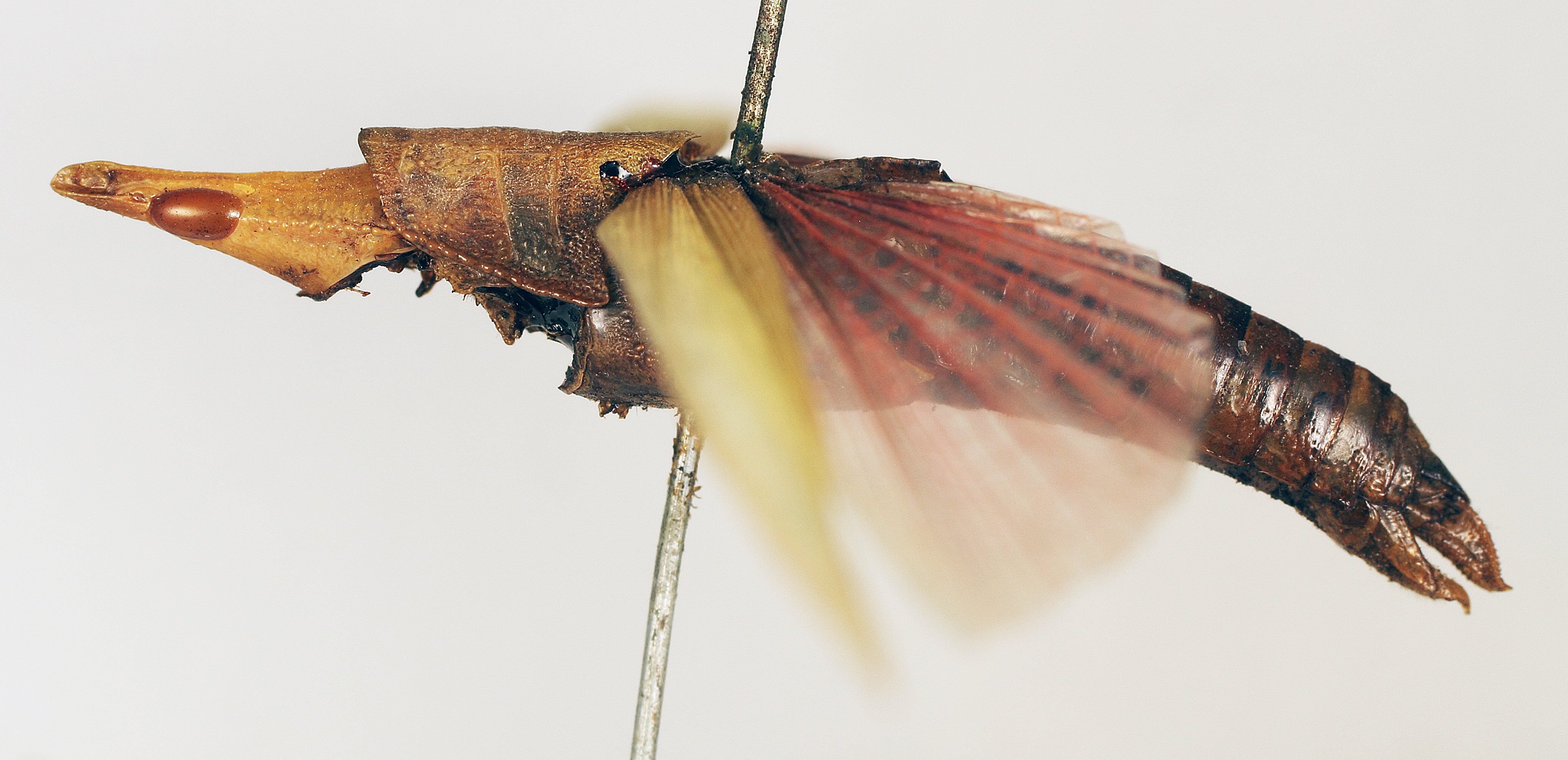 CollectionObject 1540630; 3480a307-1878-40c4-b01c-abc8a5d08ae7: female, lateral view (lectotype). (CollectionObject).