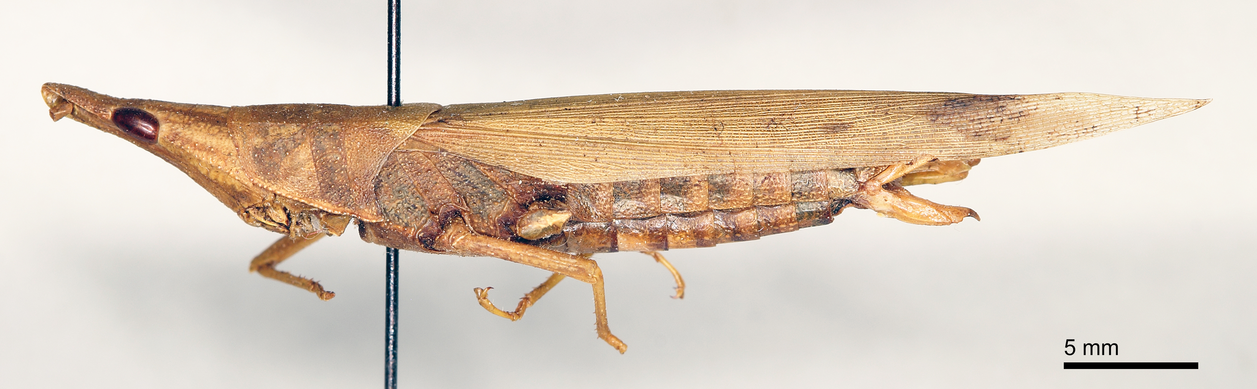 CollectionObject 1535521; ef738e83-0243-493a-8165-9891c91f515d: female, lateral view (lectotype of Atractomorpha bedeli). (CollectionObject).