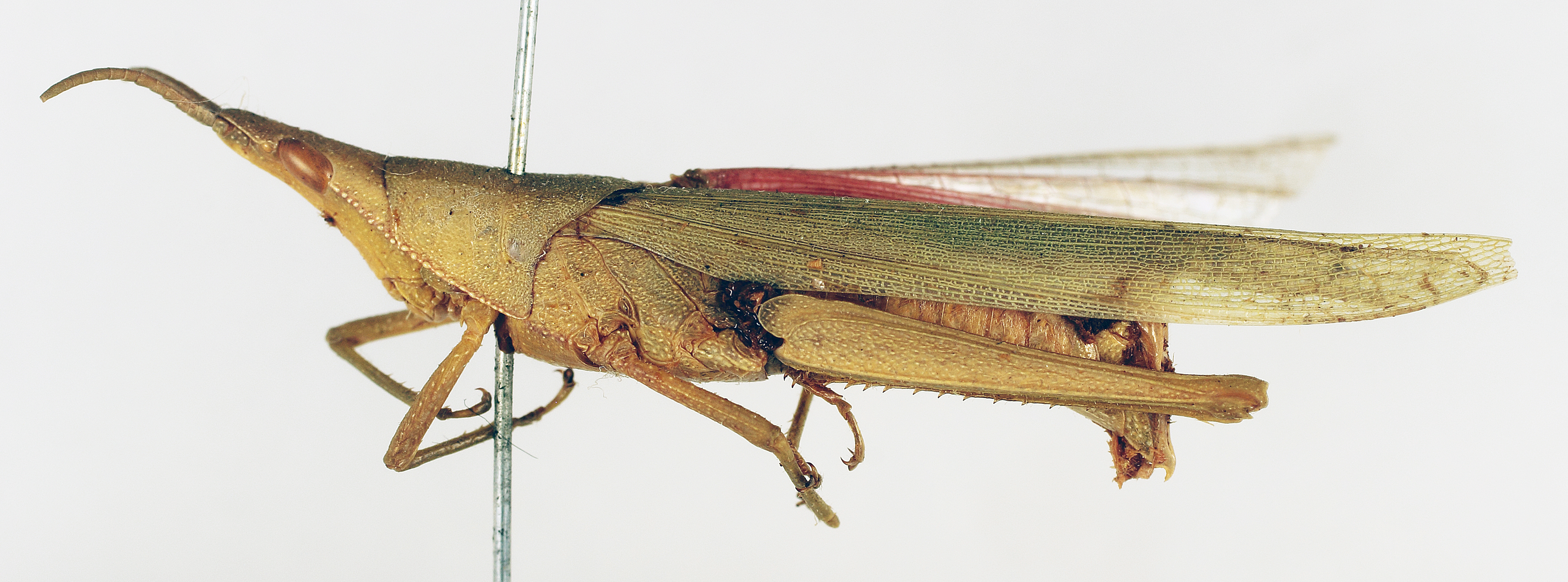 CollectionObject 1540632; 506c9559-d589-4f97-963a-988772237f58: female, lateral view (holotype). (CollectionObject).