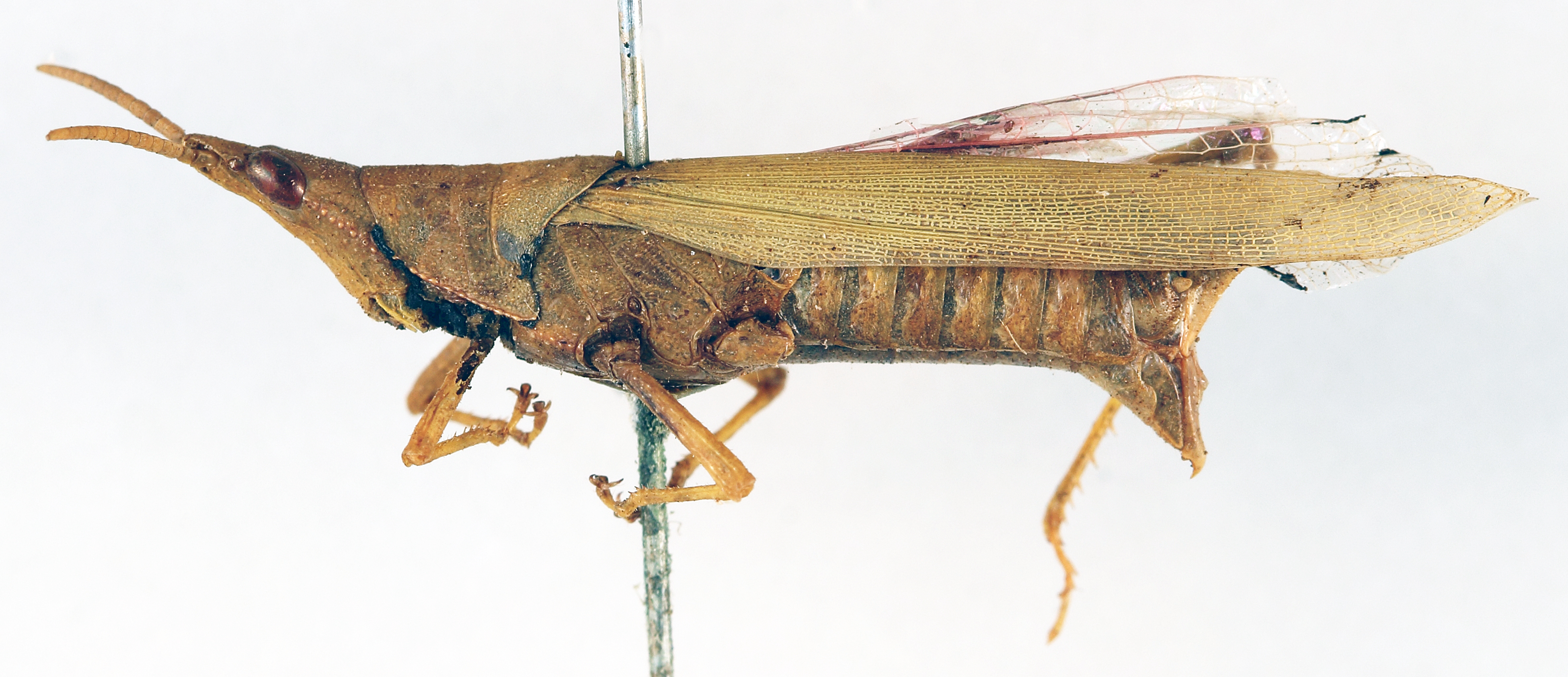 CollectionObject 1504967; 84895b5b-5fdf-4b3c-bf20-598031c73261: female, lateral view (syntype). (CollectionObject).