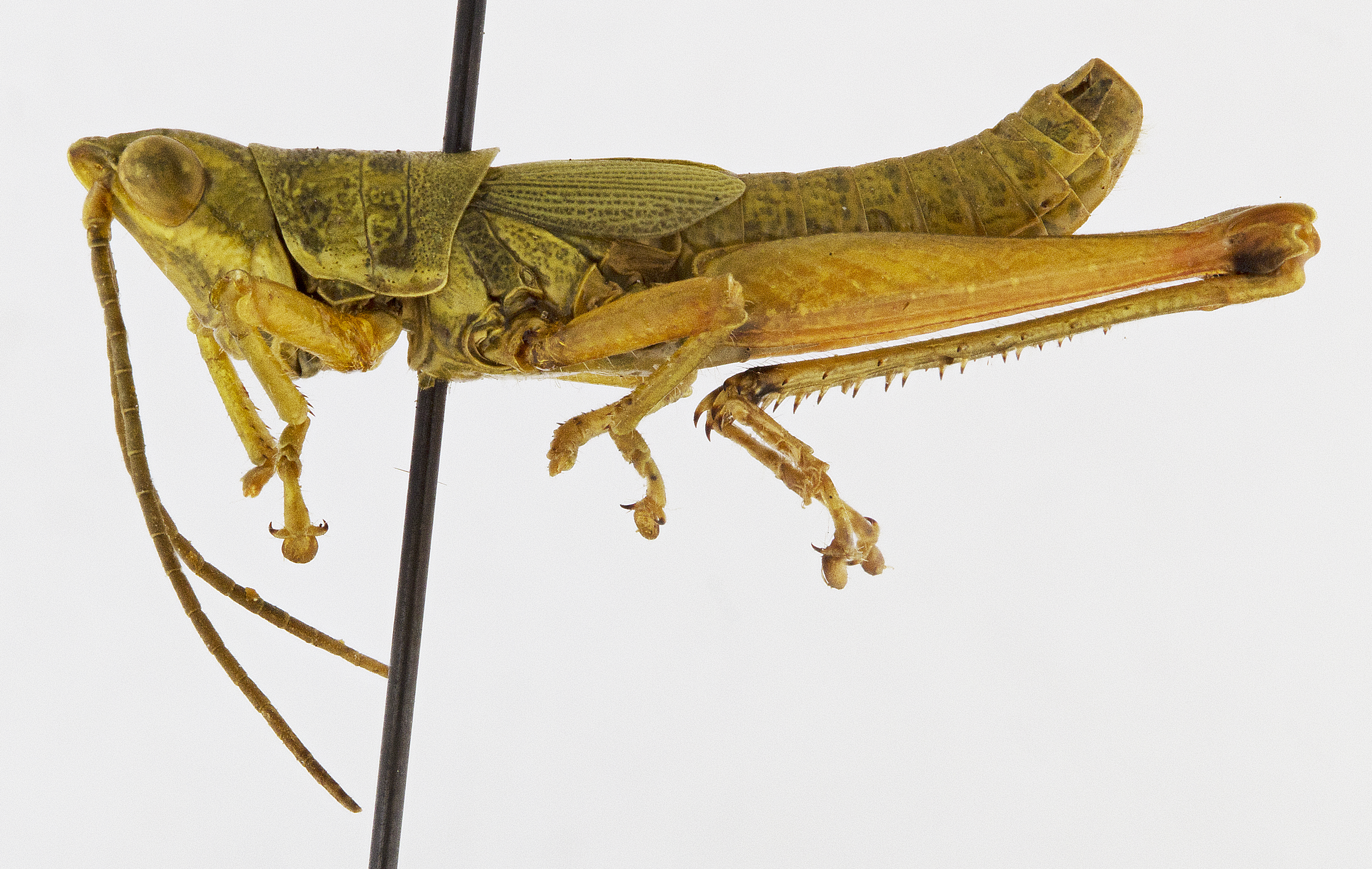CollectionObject 1523757; 0b84d12b-faa0-4d86-9185-d8a26fe042f9: male, lateral view (holotype). (CollectionObject).