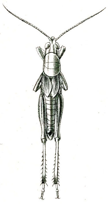 Chlorizeina unicolor unicolor Brunner von Wattenwyl, 1893: Pl. V, Fig. 51 a. male, dorsal view. (Otu).