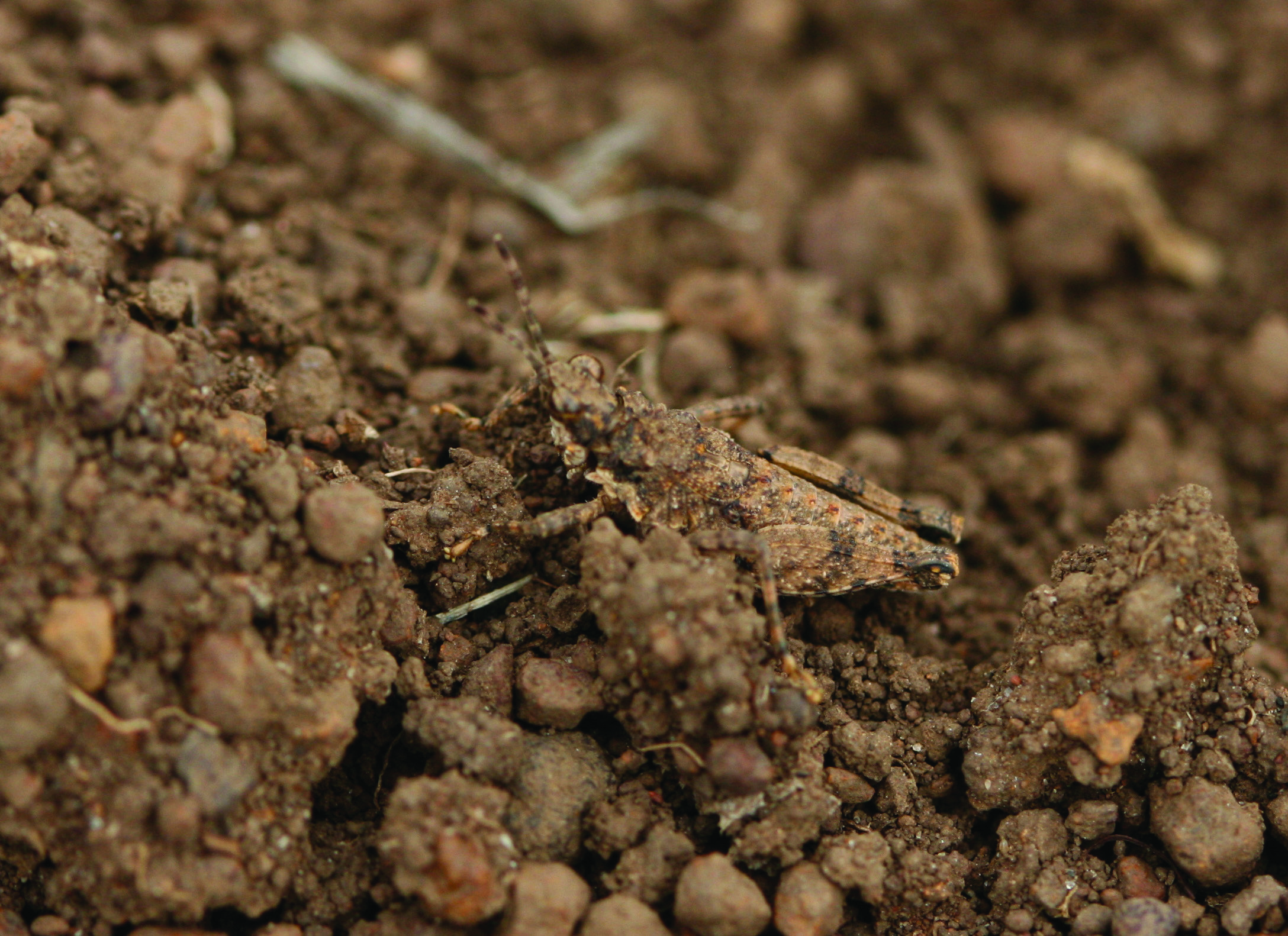 Chrotogonus (Chrotogonus) hemipterus Schaum, 1853: male. (Otu).