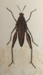 Chrotogonus (Chrotogonus) oxypterus (Blanchard, 1836): Plate XXII, 8. female (Ommexecha liaspis). (Otu).