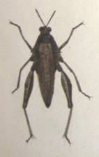 Chrotogonus (Chrotogonus) trachypterus trachypterus (Blanchard, 1836): Plate XXII, 6. female habitus. (Otu).