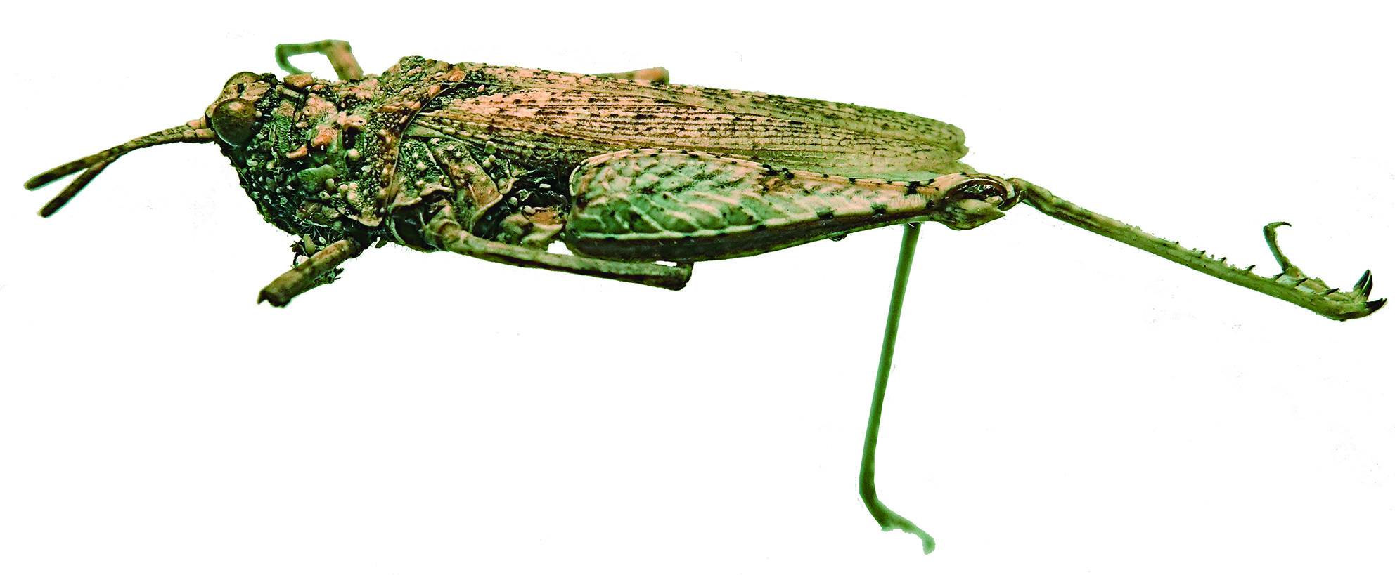 Chrotogonus (Obbiacris) arenicola Kevan, 1952: female, lateral view (Mogadishu, Somalia). (Otu).