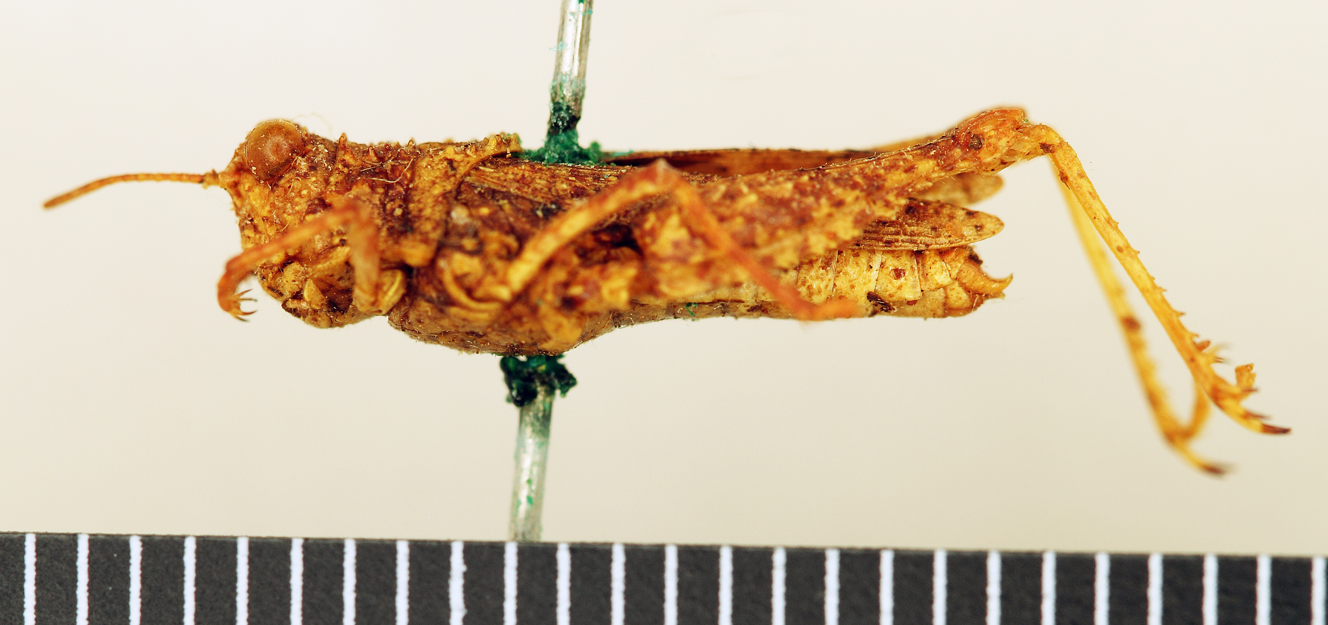 CollectionObject 1518375; f9a0e8cd-fe22-42f9-b359-d3fadab03ffa: female, lateral view (holotype). (CollectionObject).