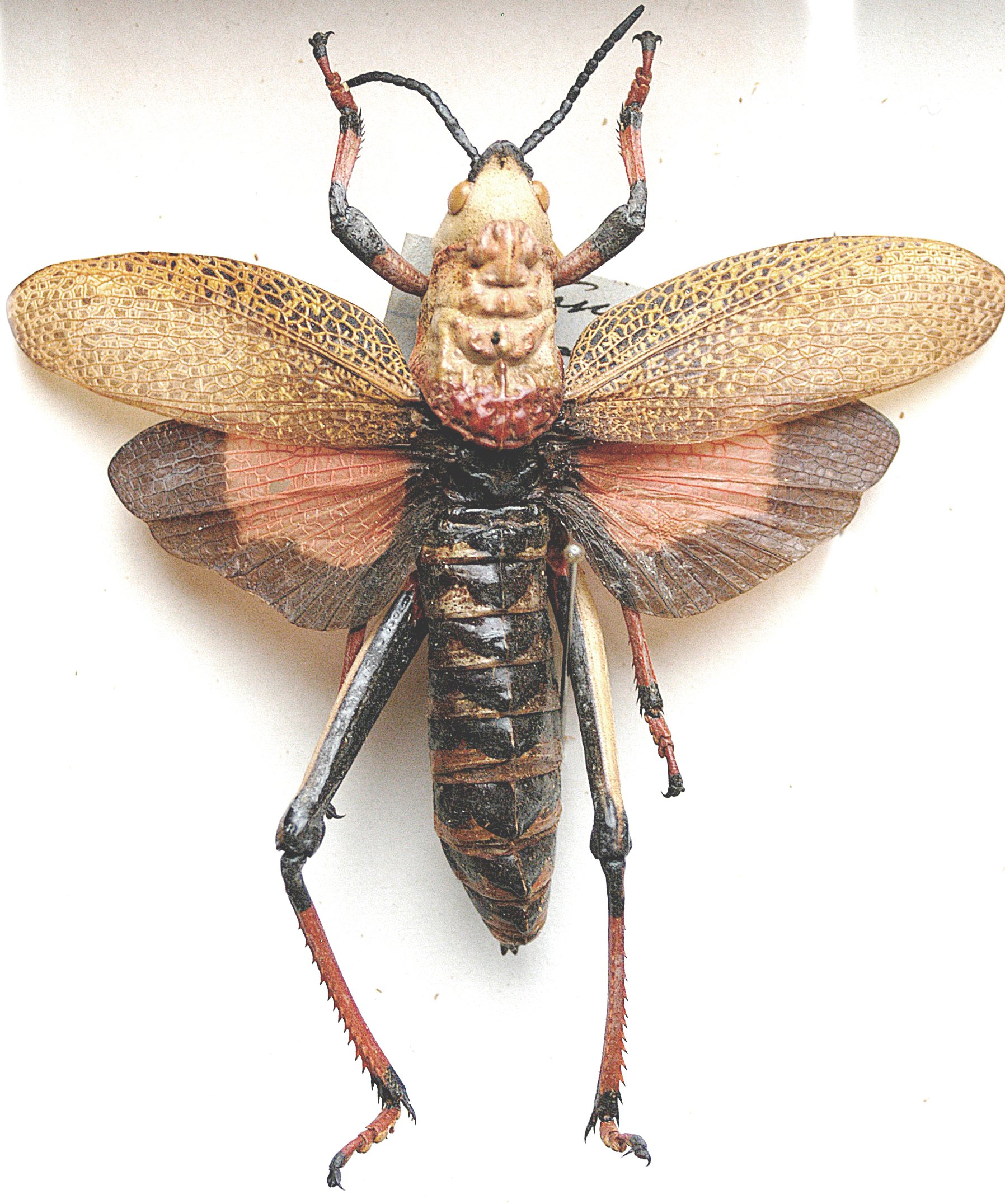 Dictyophorus (Dictyophorus) spumans spumans (Thunberg, 1787): as D. spumans. dorsal view. (Otu).