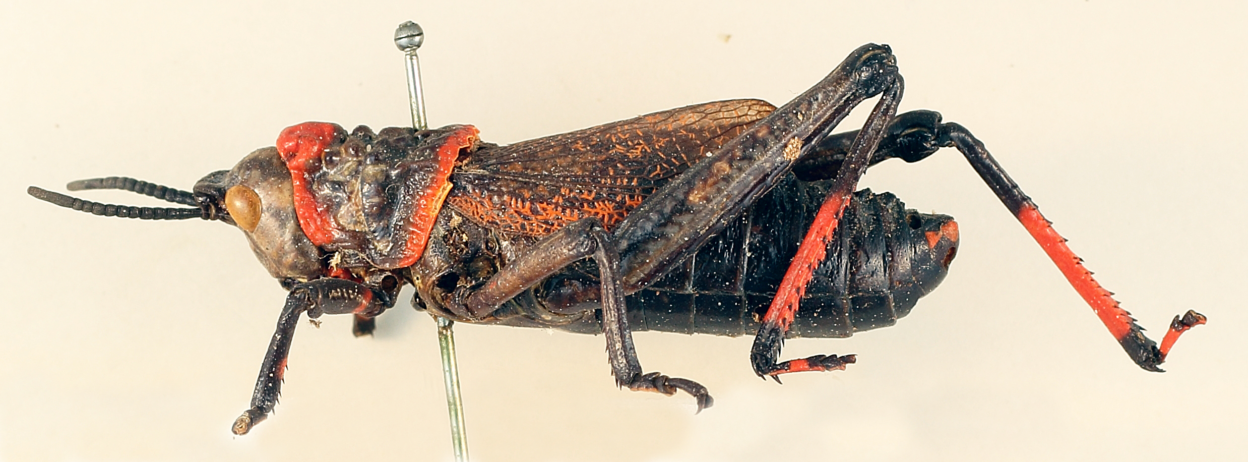 CollectionObject 1531109; 773d31e7-0992-4b2f-ae8a-bf0233f3990c: male, lateral view (holotype). (CollectionObject).