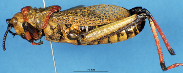 CollectionObject 1507055; d9ec454c-9931-4c16-b4f7-1cbb02ae53c3: male, lateral view (holotype). (CollectionObject).