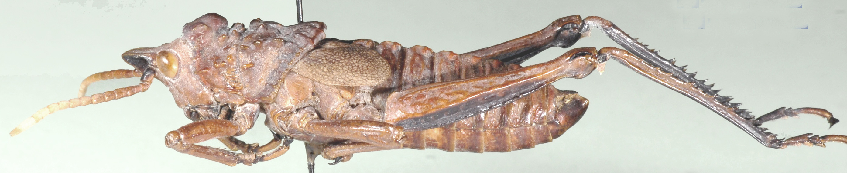 Loveridgacris impotens (Karsch, 1888): male, lateral view. (Otu).