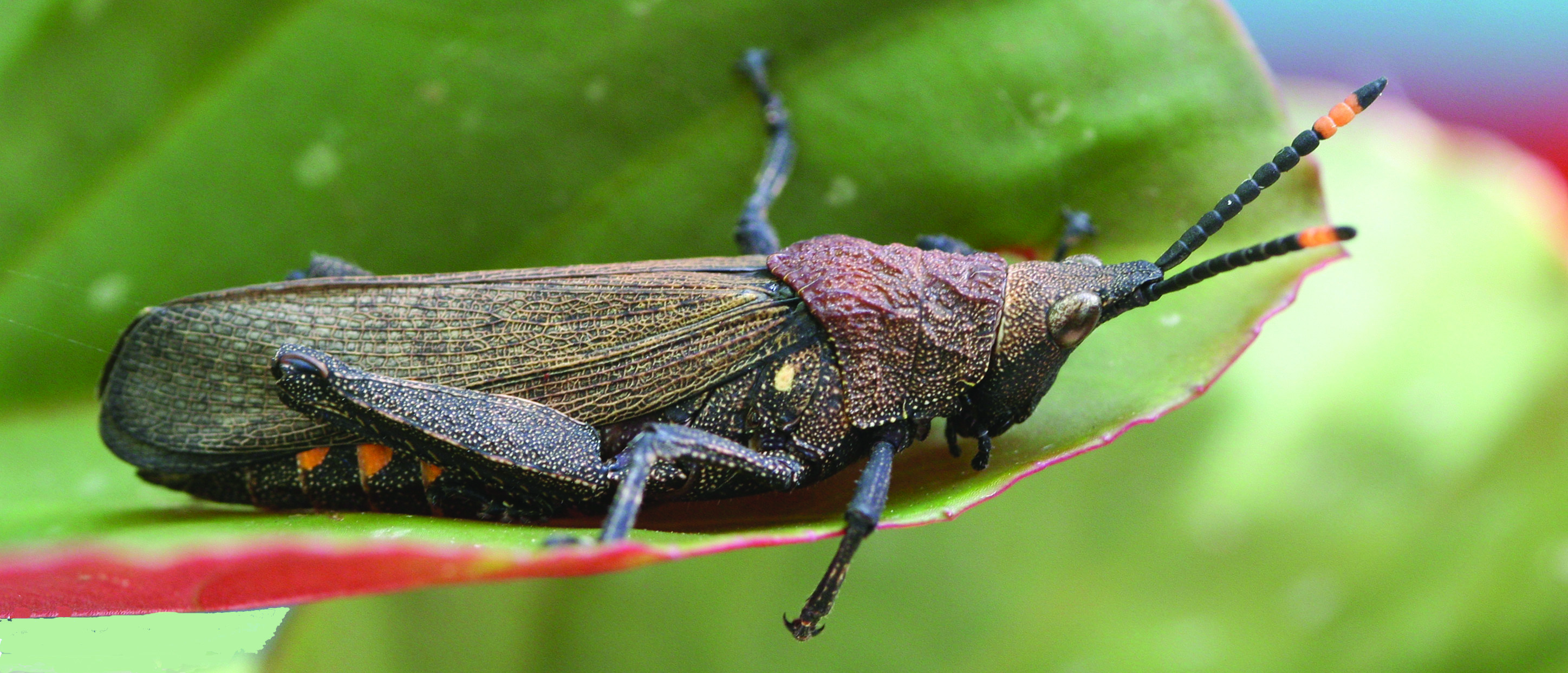 Maura lurida (Fabricius, 1781): male, habitus (Kasigau, Kenya). (Otu).