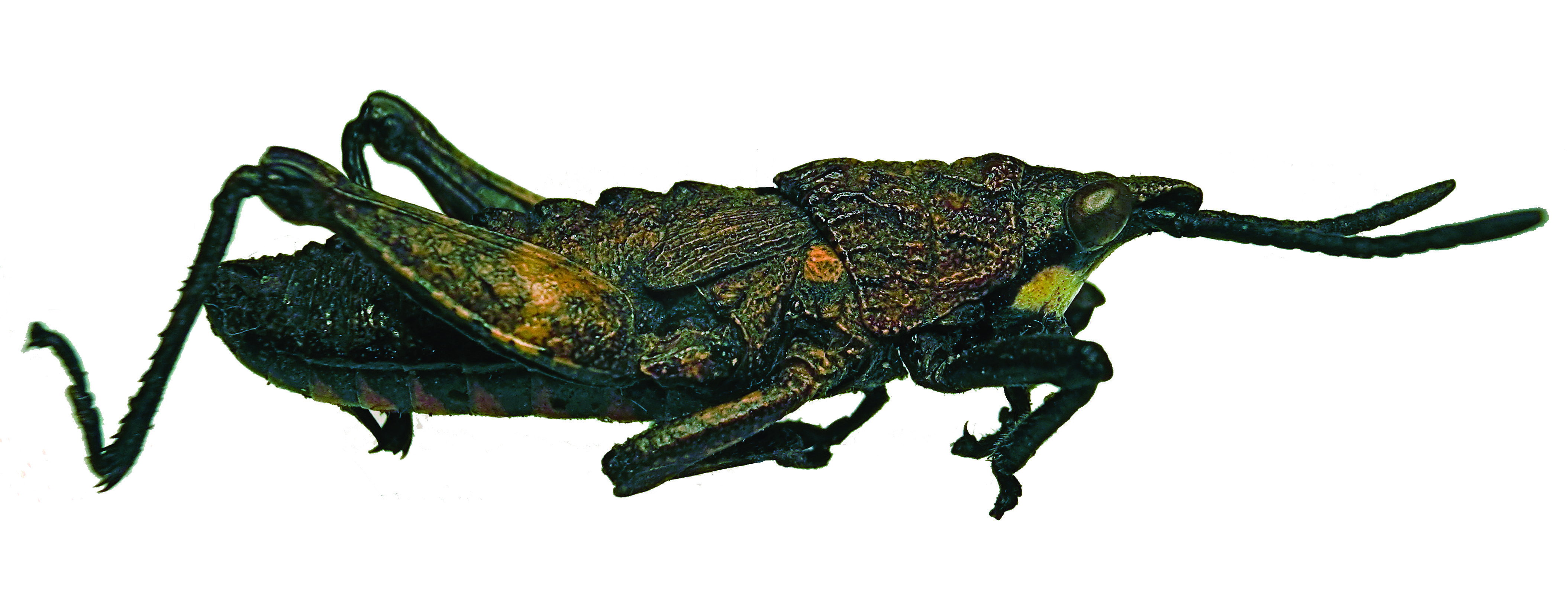 Maura bolivari Kirby, 1902: male, lateral view (unspecified type). (Otu).