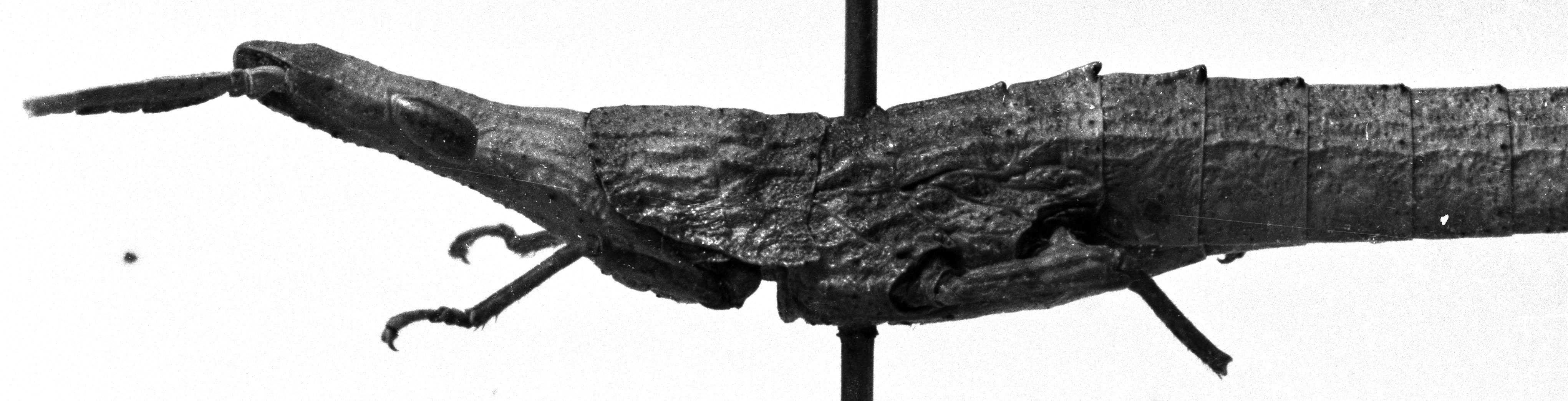 CollectionObject 1518439; 4a06f9d1-ac06-47c8-aa4a-547e7432fd30: female, lateral view (holotype). (CollectionObject).