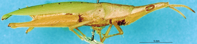 CollectionObject 1505062; 7a06b459-8122-4497-be1d-8e37c225e710, DORSA D022AF01: female, lateral view (holotype of Mestraoides javana). (CollectionObject).