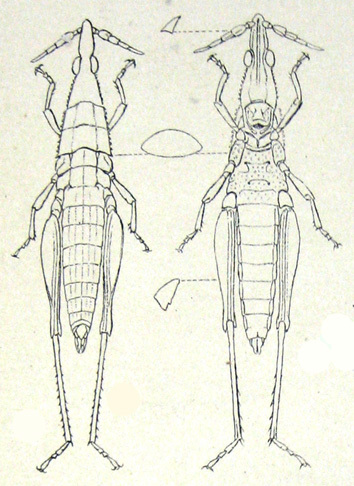 Omura congrua Walker, 1870: Pl. II, 7. female habitus, dorsal and ventral view (as Protomachus depressus). (Otu).