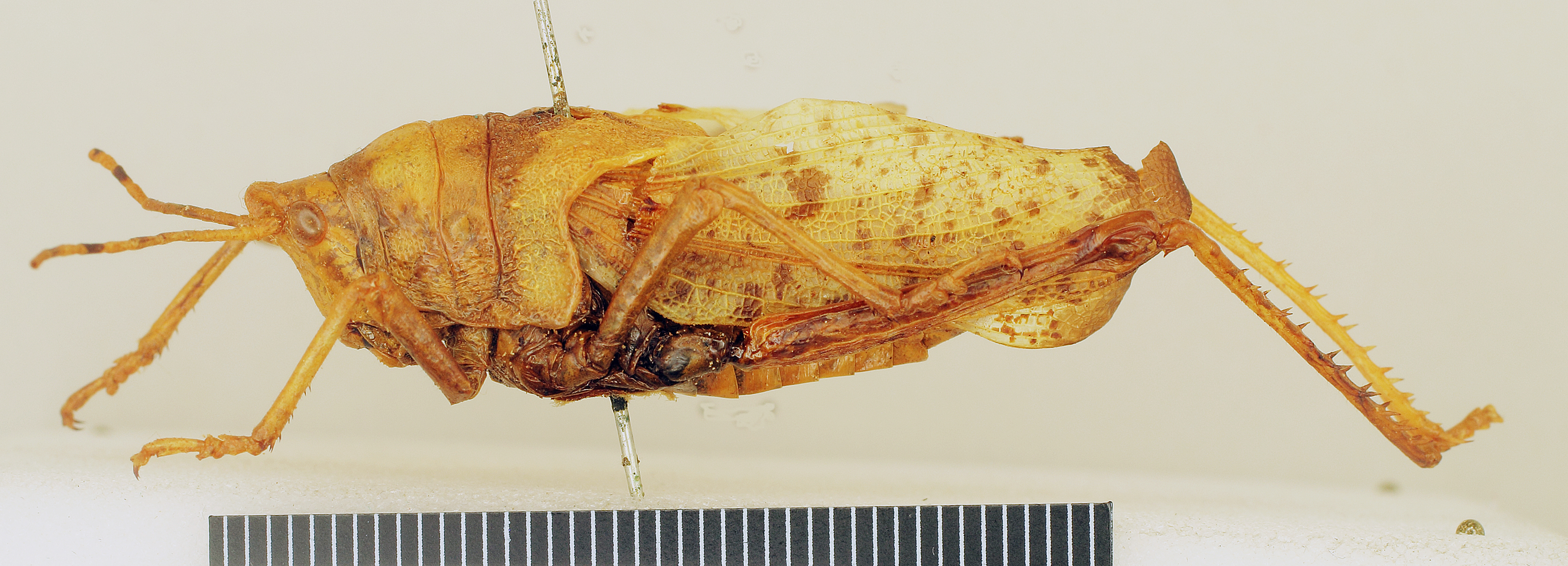 CollectionObject 1518442; 63dce757-be83-4d40-8ac0-fa3b2fd6e8fb: female, lateral view (holotype). (CollectionObject).