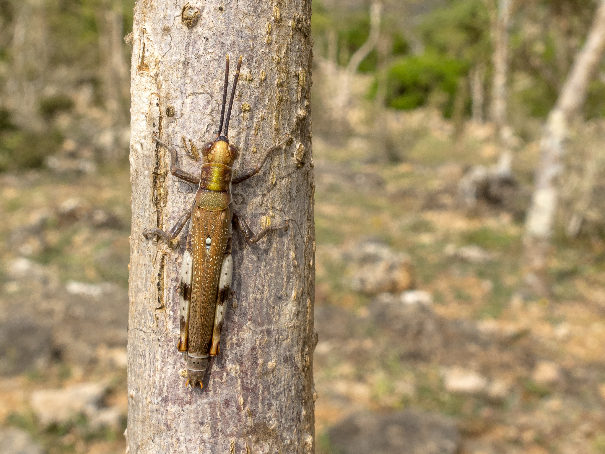 Physemophorus sokotranus (Burr, 1898): male in habitat (Wadi Zerik, Socotra, Yemen). (Otu).