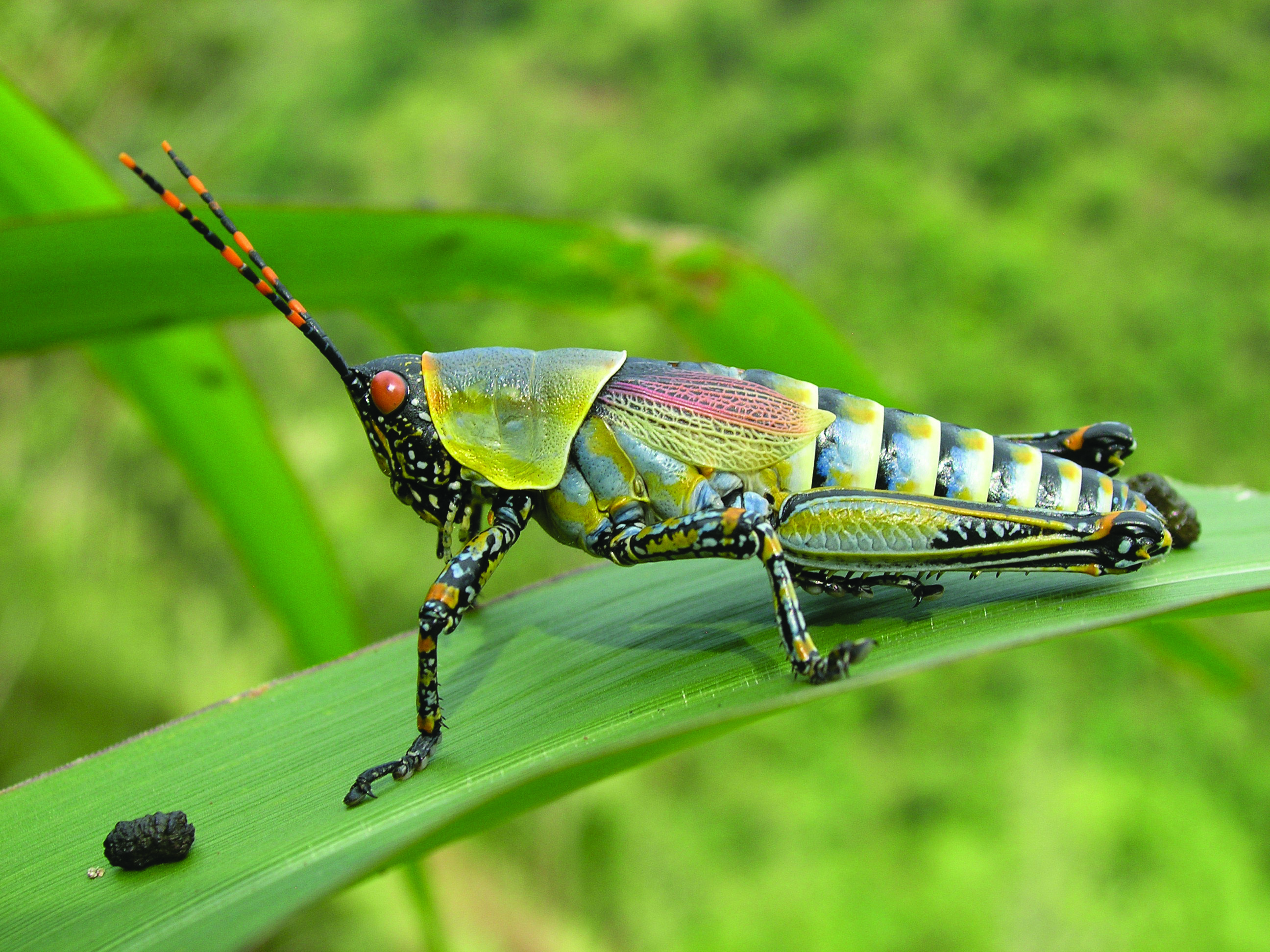 Zonocerus elegans (Thunberg, 1815): male (Tanzania, Moshi). (Otu).