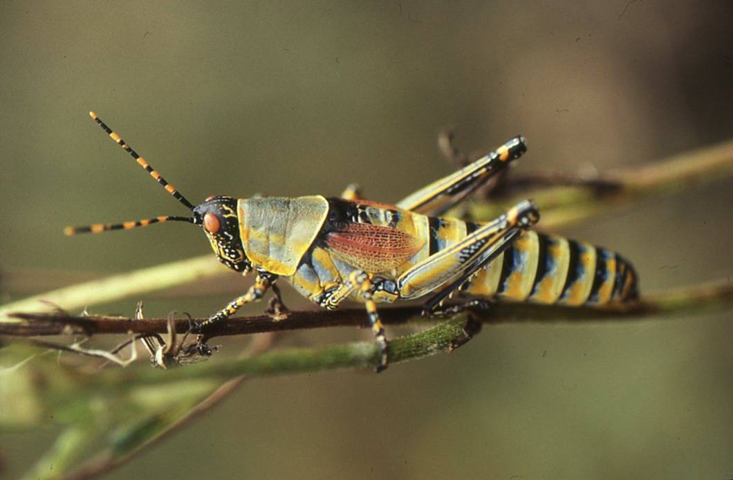 Zonocerus elegans elegans (Thunberg, 1815): Zonocerus elegans. (Otu).